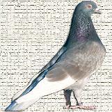 u062du0645u0627u0645u0629 u0623u0645u0648u0627u062c u0627u0644u062cu0632u064au0631u0629