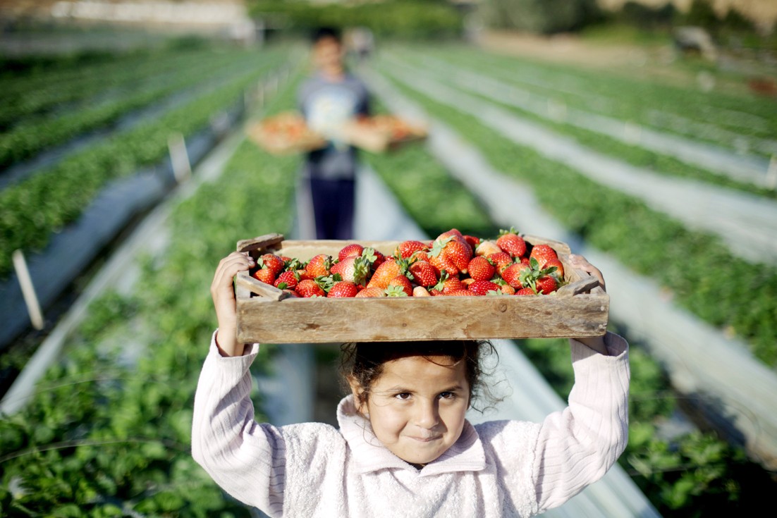 u0637u0641u0644u0629 u0641u0644u0633u0637u064au0646u064au0629 u062au0633u0627u0639u062f u0627u0644u0645u0632u0627u0631u0639u064au0646 u0641u064a u0642u0637u0641 u0627u0644u0641u0631u0627u0648u0644u0629 u0641u064a u0628u064au062a u0644u0627u0647u064au0627 u0627u0645u0633 (u0627 u0641 u0628)