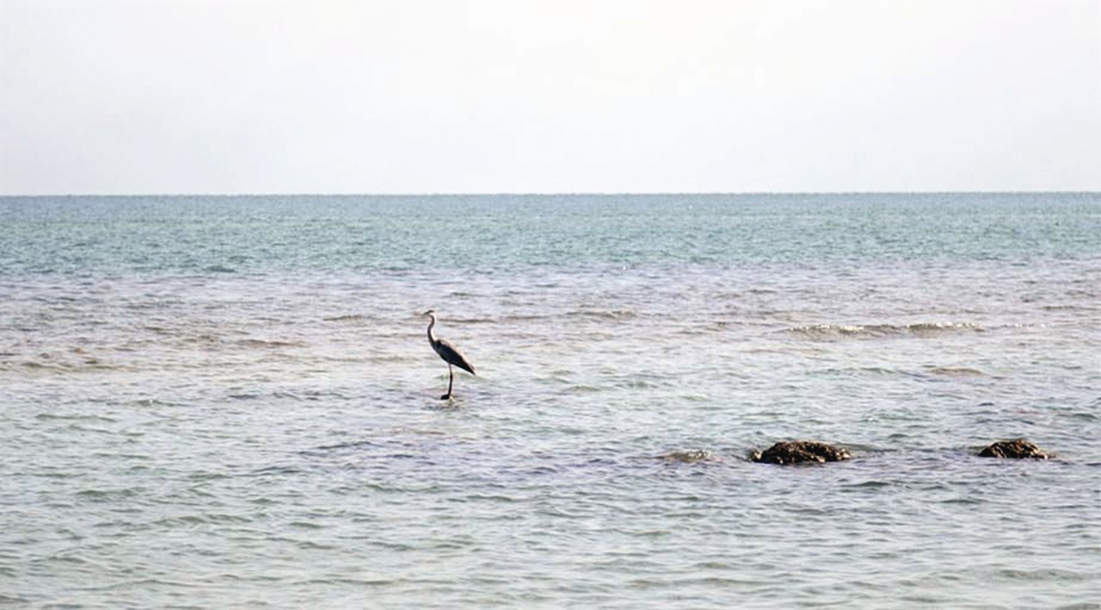 u0627u0644u0641u0644u0627u0645u064au0646u063au0648 u0648u062du064au062fu0627u064b ... u0648u0633u0637 u0628u062du0631 u0645u0646 u00abu0627u0644u062au0644u0648u062bu00bb (u062au0635u0648u064au0631 u0646u0648u0631 u0647u0646u062fu0627u0648u064a)