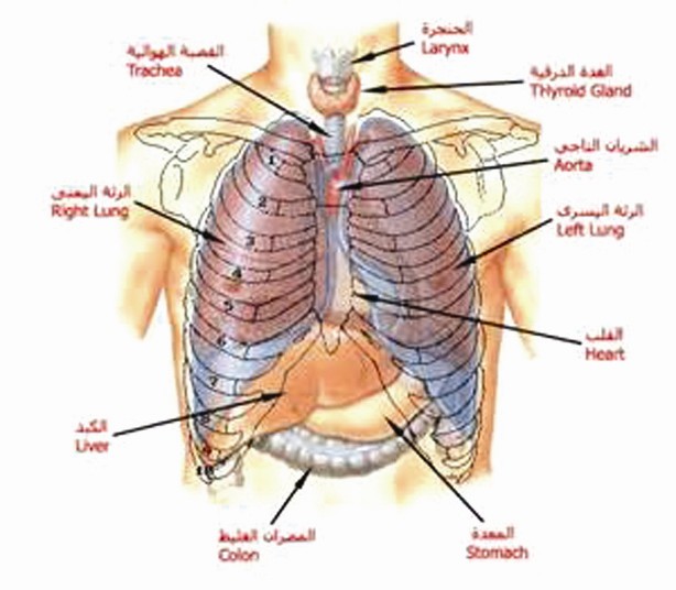 التدخين والتهاب القصبات الهوائية سبب رئيس في معاناتها في الكبار
