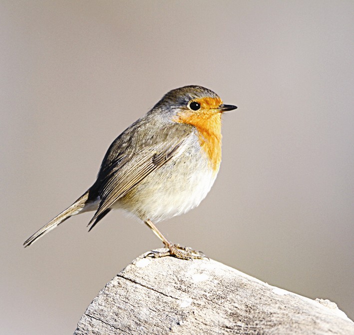 أبوالحناء (تصوير راشد الحجي)