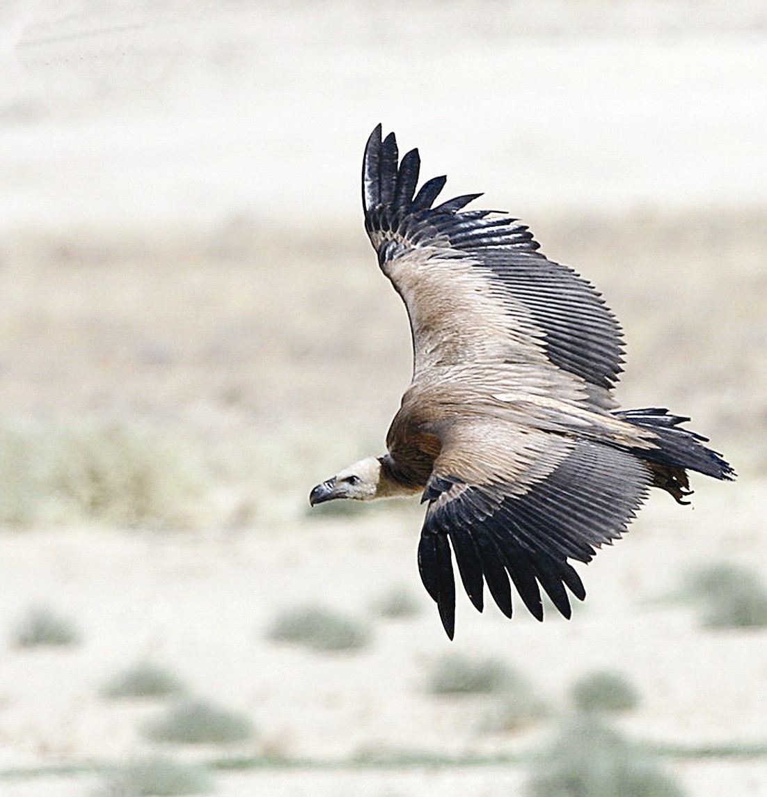 النسر الذهبي