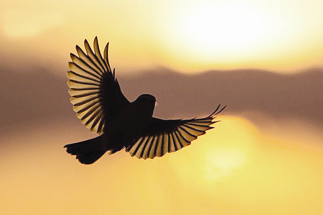 u062au0646u0627u0642u0635 u0627u0644u0637u064au0648u0631 u0641u064a u0627u0644u0633u0646u0629 u0627u0644u0645u0627u0636u064au0629 (u062au0635u0648u064au0631 u0639u0645u0627u0631 u0627u0644u062cu0631u064au0648u064a)