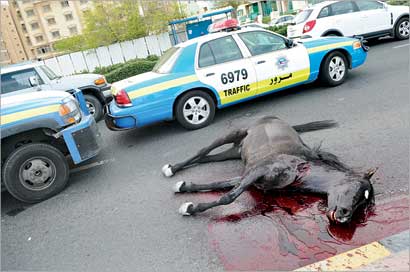 الحصان سابحاً في دمائه