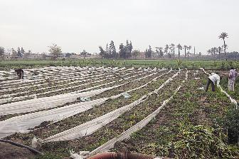 آل جلهوم استخدموا تقنيات حديثة في الزراعة