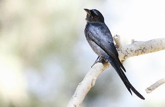 u0627u0644u062fu0631u0627u0646u062cu0648 u0627u0644u0631u0645u0627u062fu064a t( u062au0635u0648u064au0631 u0645u062du0645u062f u0634u0627u0647)r