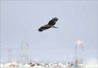 u0627u0644u062du062fu0623u0629 u0627u0644u0633u0648u062fu0627u0621 u062au062du0648u0645 u0641u0648u0642 u0627u0644u0642u0645u0627u0645u0629  t (u062au0635u0648u064au0631 u0645u062du0645u062f u0634u0627u0647)