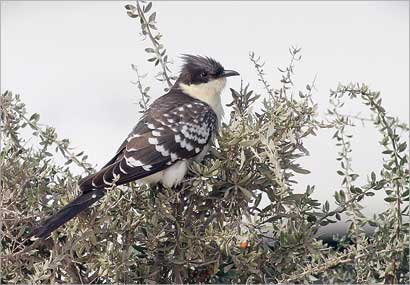 u0637u0627u0626u0631 u0627u0644u0643u0648u0643u0648 u0623u0648 u0627u0644u0648u0642u0648u0627u0642 u0627u0644u0645u0646u0642u0637 u0627u0644u0643u0628u064au0631 (u062au0635u0648u064au0631 u0631u0627u0634u062f u0627u0644u062du062cu064a)