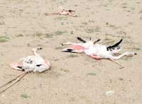 مجزرة الطيور تركت العشرات على الارض... وحتى الهدهد لم يسلم من نار القناصة