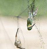 شباك ينصبها القناصة لتعلق بها الطيور ليلاً