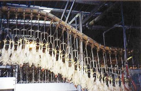 دجاج طازج في طريقه الى المستهلك