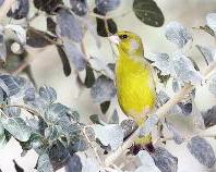 u0627u0644u062du0633u0648u0646 u0627u0644u0623u062eu0636u0631