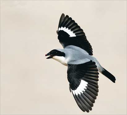 طائر الحساوي محلقاً		(تصوير راشد الحجي)