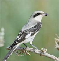 الحساوي الصغير