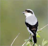 أنثى الحساوي