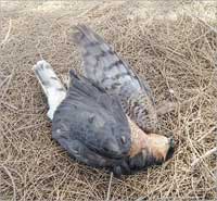 u0648u0627u0634u0629 u0645u0642u062au0648u0644u0629