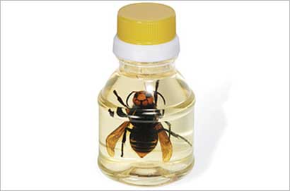 عسل الدبابير العملاقة (مقو جنسي)