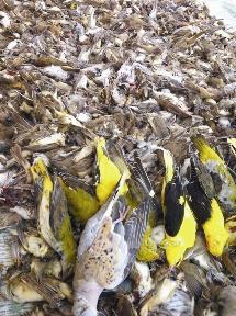 u0645u062cu0632u0631u0629