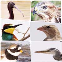 u0645u0646u0627u0642u064au0631 u0627u0644u0637u064au0648u0631 ... u0623u0634u0643u0627u0644 u0648u0623u0644u0648u0627u0646