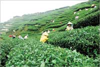 مزارع مليئة بالنبتة النافعة 