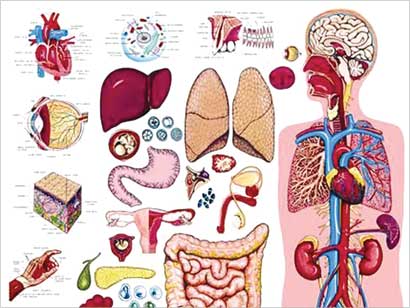 رمضان جعل في ذات الإنسان طبيبه الذي لا يخطئ العلاج
