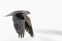 طائر الحدأة الذي وثقه فريق رصد الطيور