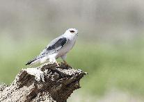 عصفور يقف على فرع شجرة