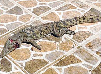 أثر الرصاصة في رأس التمساح