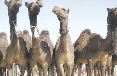 u0627u0644u0625u0628u0644 u0623u0633u0631u0627u0631 u0648u0622u064au0627u062a