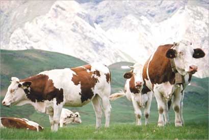 u0627u0644u0628u0642u0631u0629... u0631u0645u0632 u0644u0644u062eu064au0631 u0648u0628u0627u0633u0645u0647u0627 u0623u0643u0628u0631 u0633u0648u0631u0629 u0641u064a u0627u0644u0642u0631u0622u0646 u0627u0644u0643u0631u064au0645