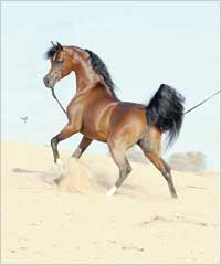 u0627u0644u062eu064au0644... u0645u0639u0642u0648u062f u0639u0644u0649 u0646u0648u0627u0635u064au0647u0627 u0627u0644u062eu064au0631 u0625u0644u0649 u064au0648u0645 u0627u0644u0642u064au0627u0645u0629