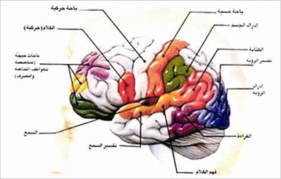 الحالة النفسية تؤثر في وظائف أجهزة الجسم