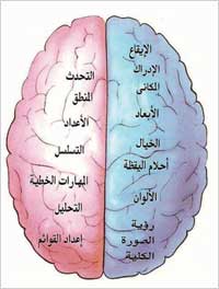 المخ يحتاج إلى أطعمة متنوعة متكاملة لزيادة كفاءة عمله ونشاطه وسلامته