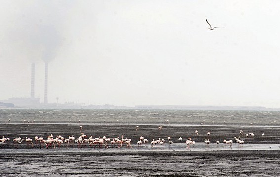 u0627u0644u0641u0644u0627u0645u0646u063au0648 u0635u0627u0645u062f u0631u063au0645 u0627u0644u062au0644u0648u062b