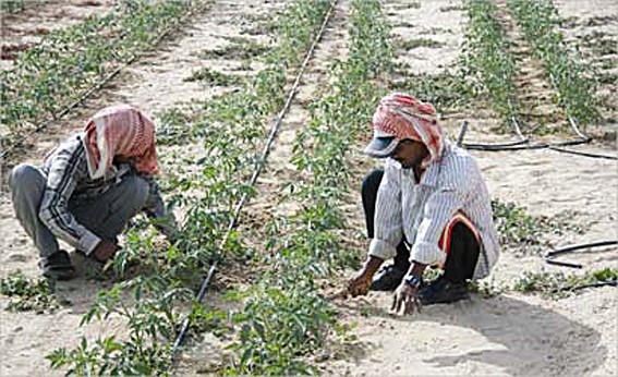 مزارعان يستخدمان الري بالتنقيط