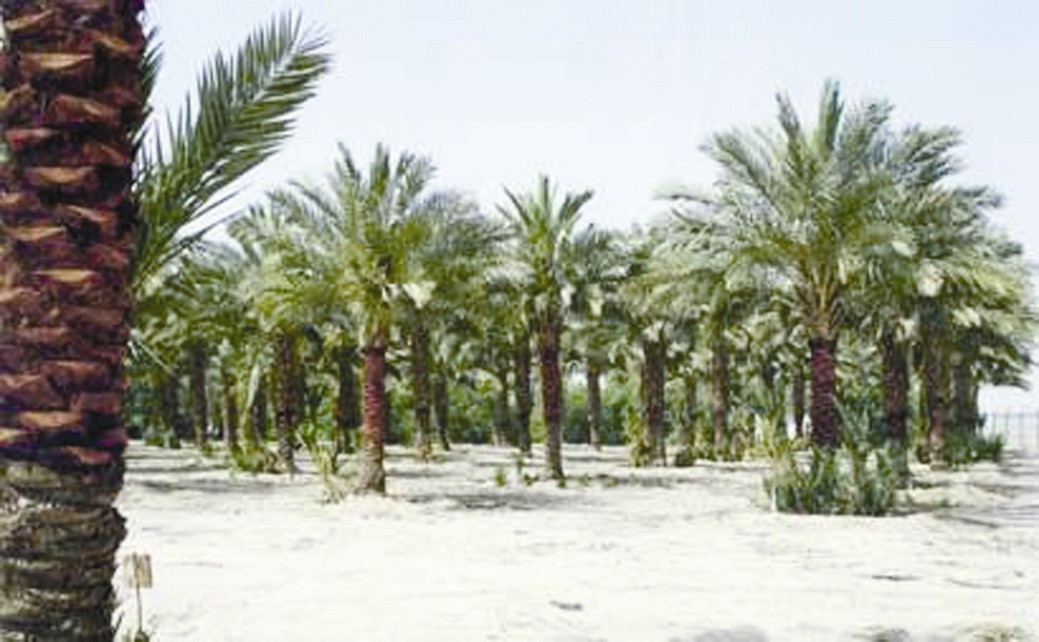 برنامج وطني لإكثار النخيل