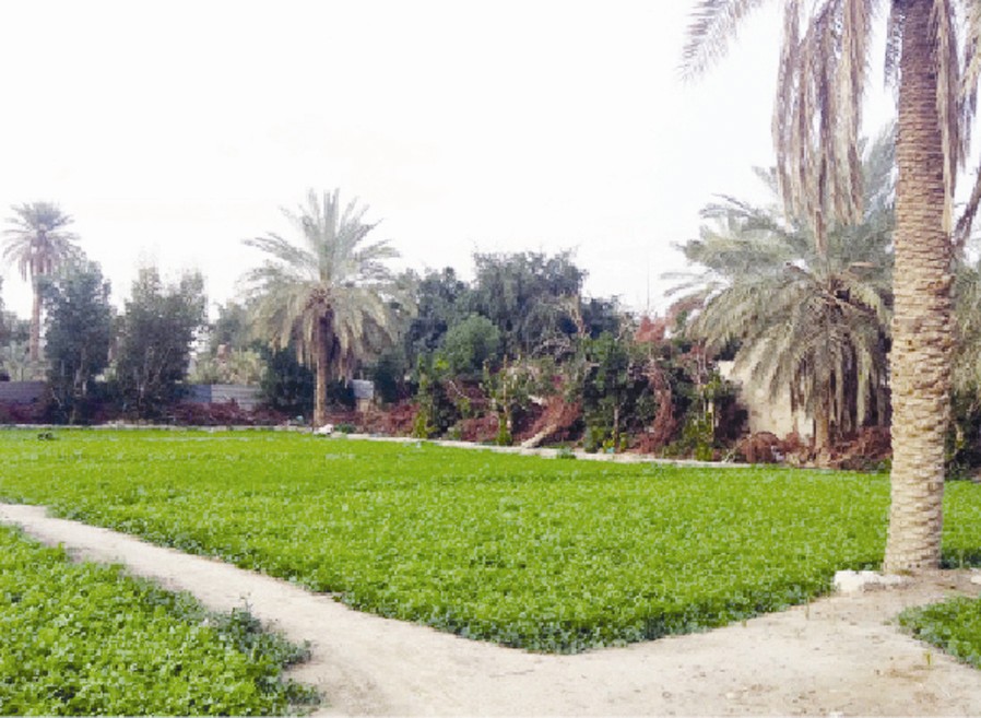 u0623u0631u0627u0636u064d u062eu0636u0631u0627u0621