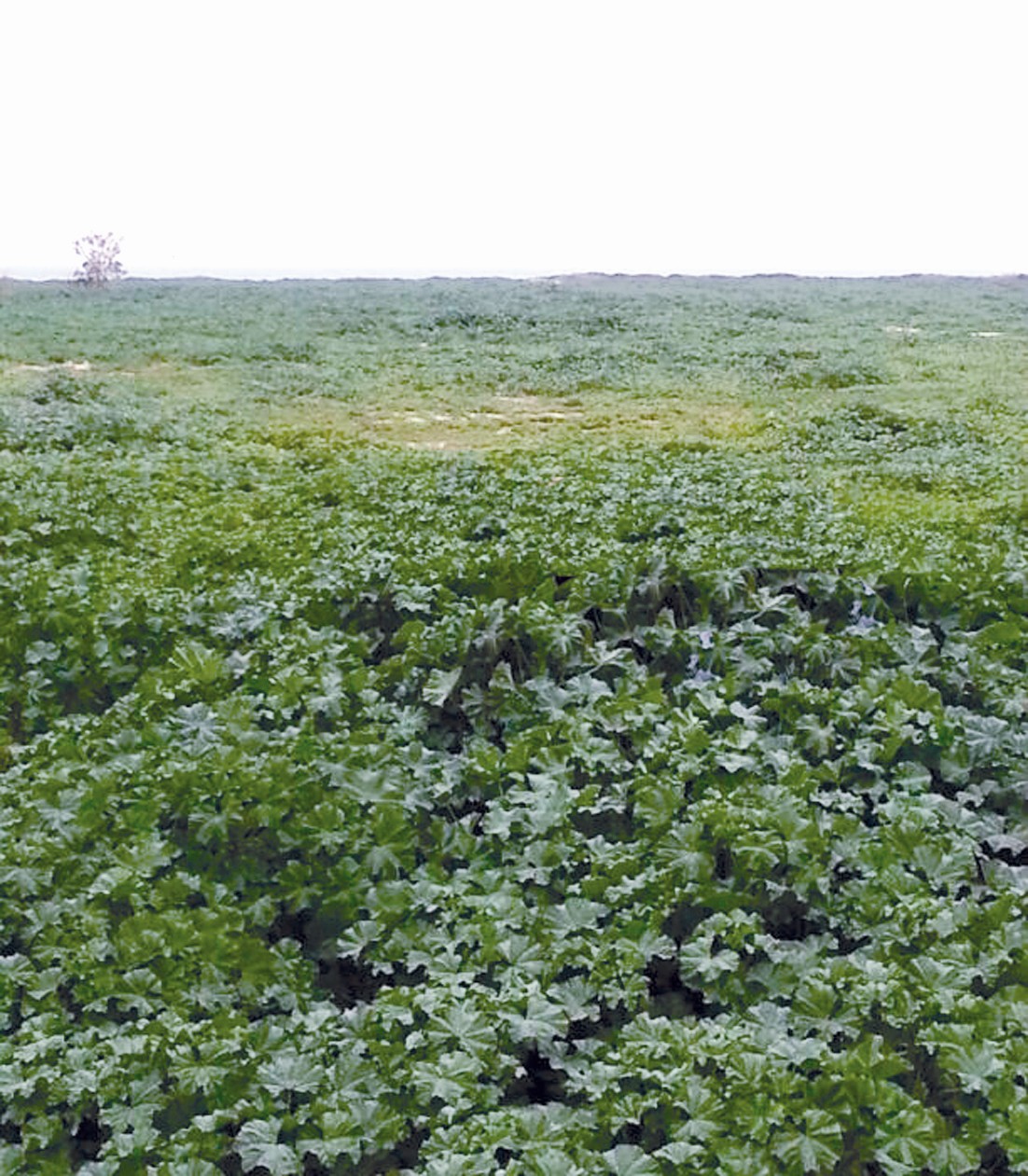 الغطاء النباتي في جزيرة كبر