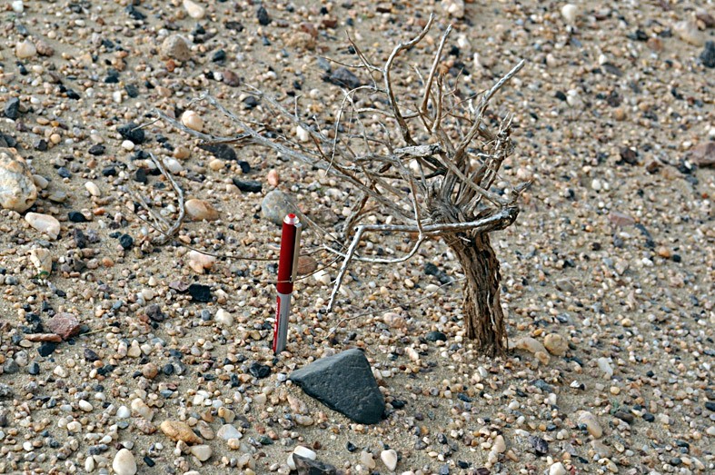 u0628u0642u0627u064au0627 u0646u0628u062au0629 u0641u064a u0635u062du0631u0627u0621 u0634u0628u0647 u062cu0631u062fu0627u0621