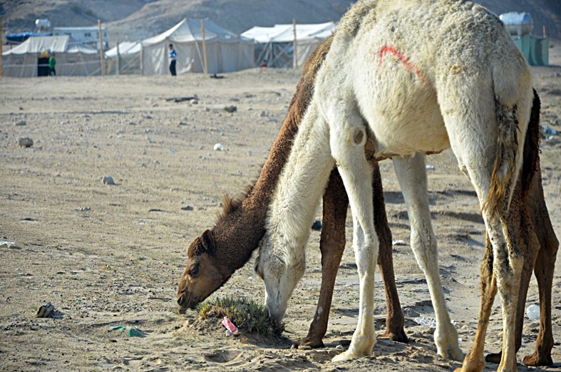 تدهور نبات الرمث بسبب الرعي الجائر