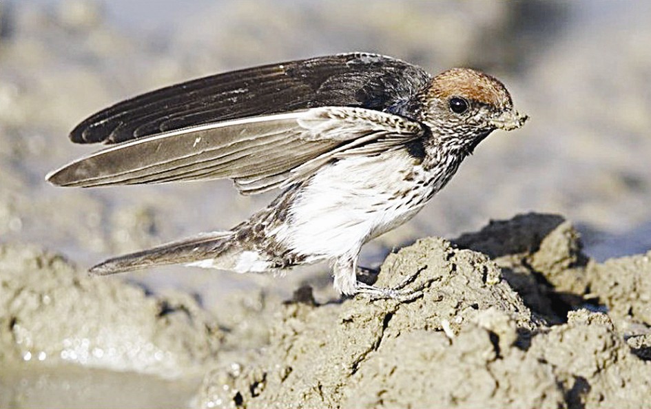 «الخطاف مخطط الرقبة»
