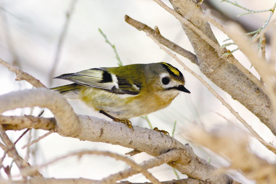 u00abu0630u0648 u0627u0644u062au0627u062c u0627u0644u0630u0647u0628u064au00bb