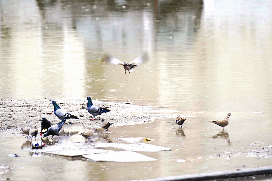 الطيور تلهو في الماء (تصوير زكريا عطية)