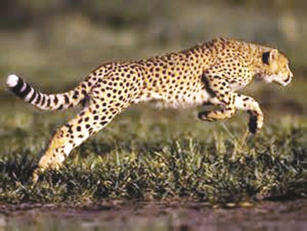 u0641u0647u062f u00abu0627u0644u0634u064au062au0627u00bb