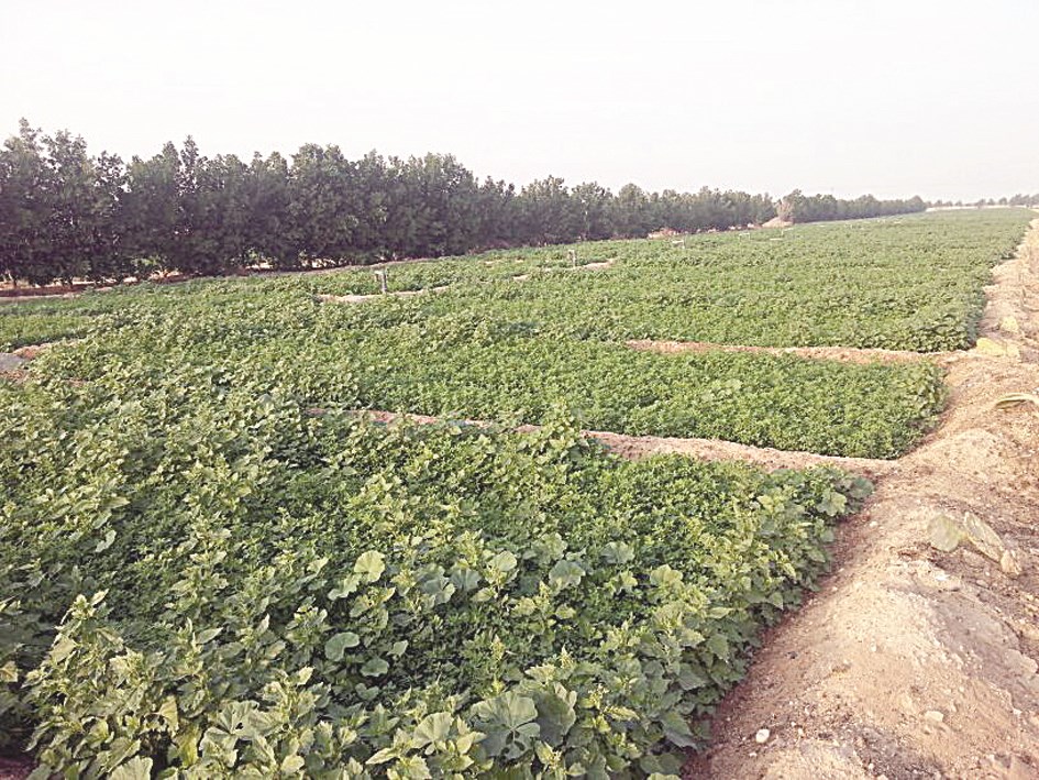 u0645u0632u0627u0631u0639 u0627u0644u0639u0628u062fu0644u064a ... u0627u0645u062au062fu062a u062eu0627u0631u062c u0627u0644u0646u0637u0627u0642 u0627u0644u062au0646u0638u064au0645u064a