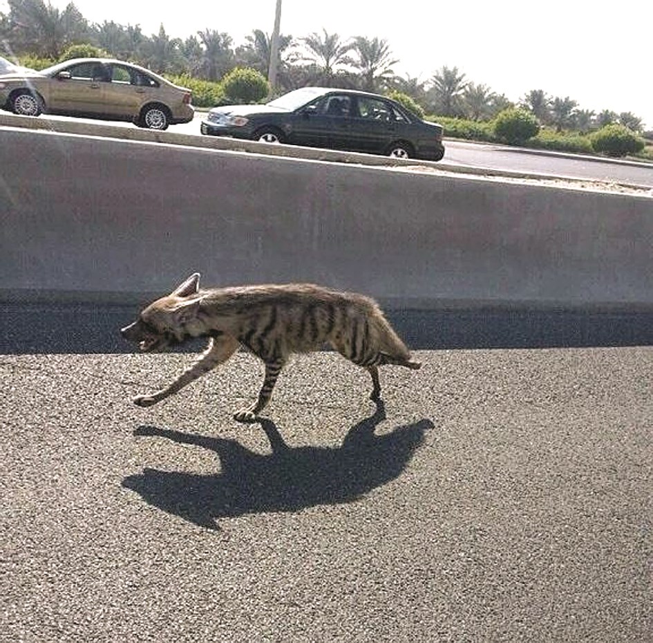 u0627u0644u0636u0628u0639 u064au062au062cu0648u0651u0644 u00abu0628u0631u0627u062du062au0647u00bb u0639u0644u0649 u00abu0627u0644u0633u0627u062fu0633u00bb