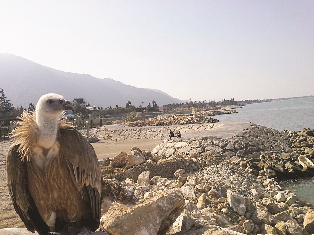 نسر يستمتع بالأجواء