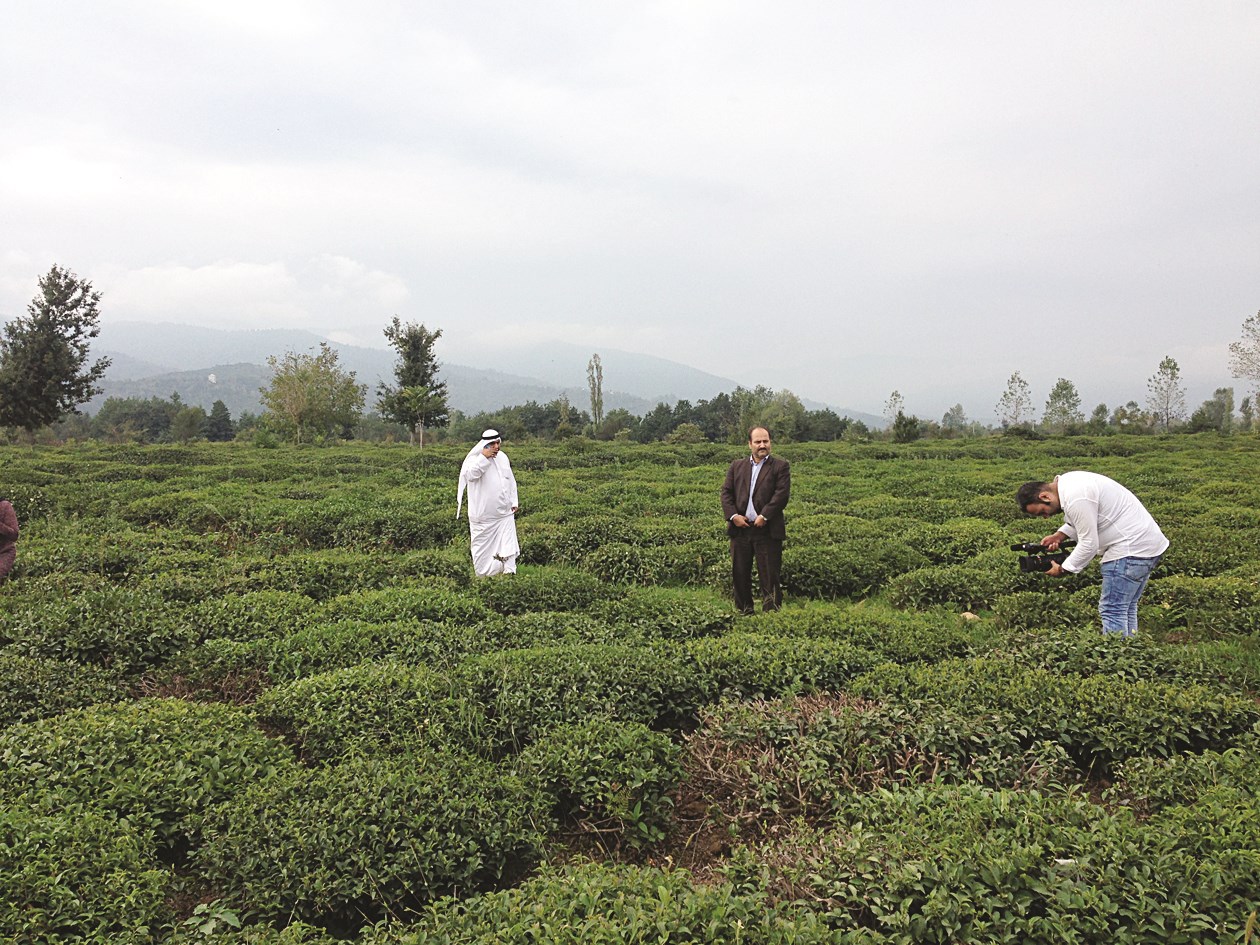 مزارع الشاي في شمال إيران