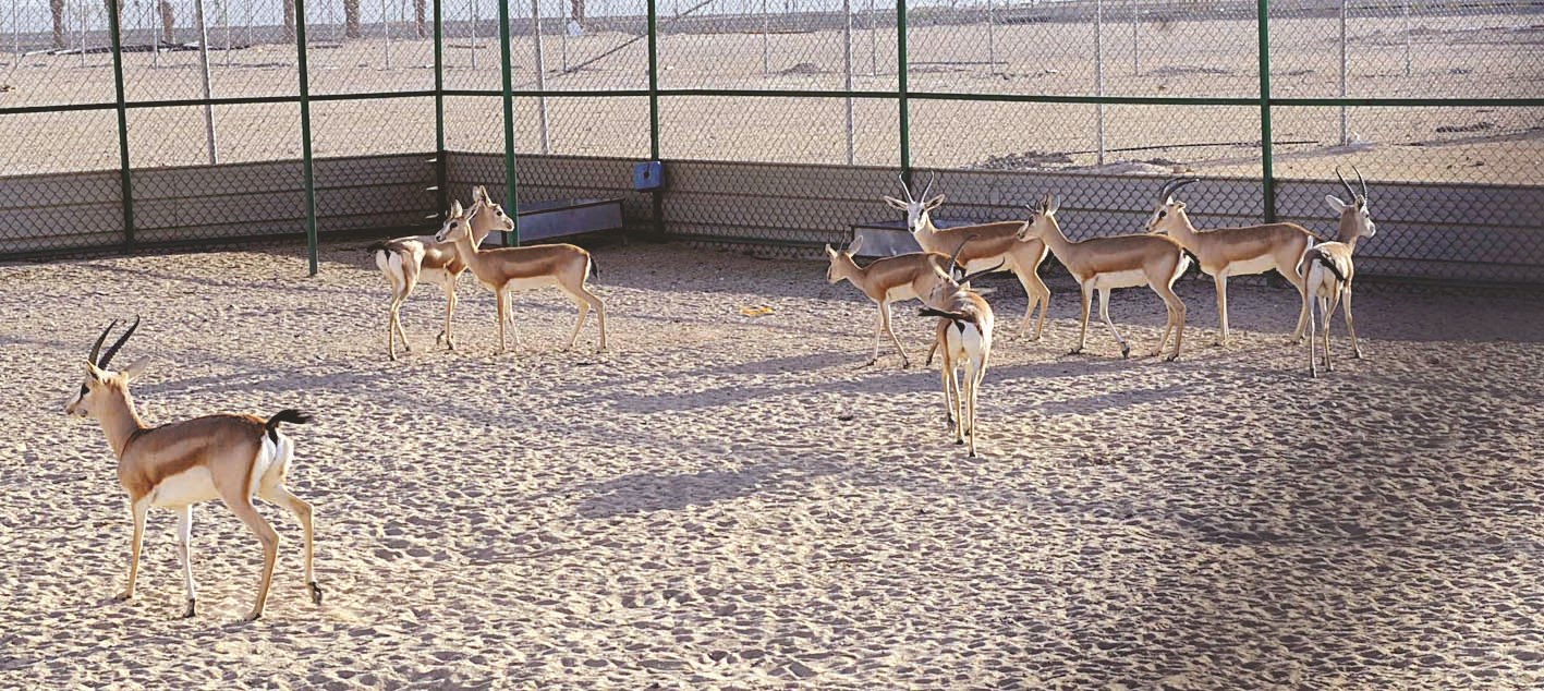 محمية الغزلان