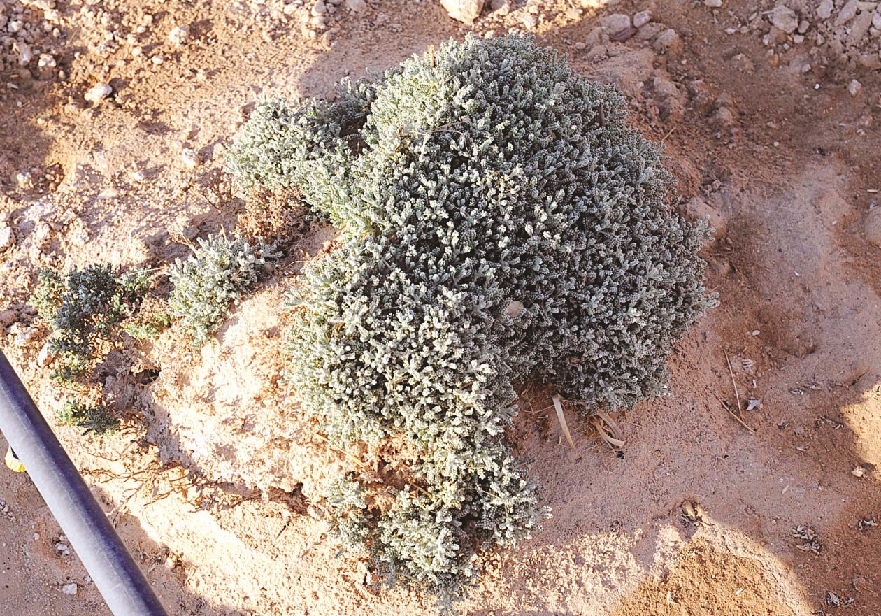 إعادة زراعة الشيح